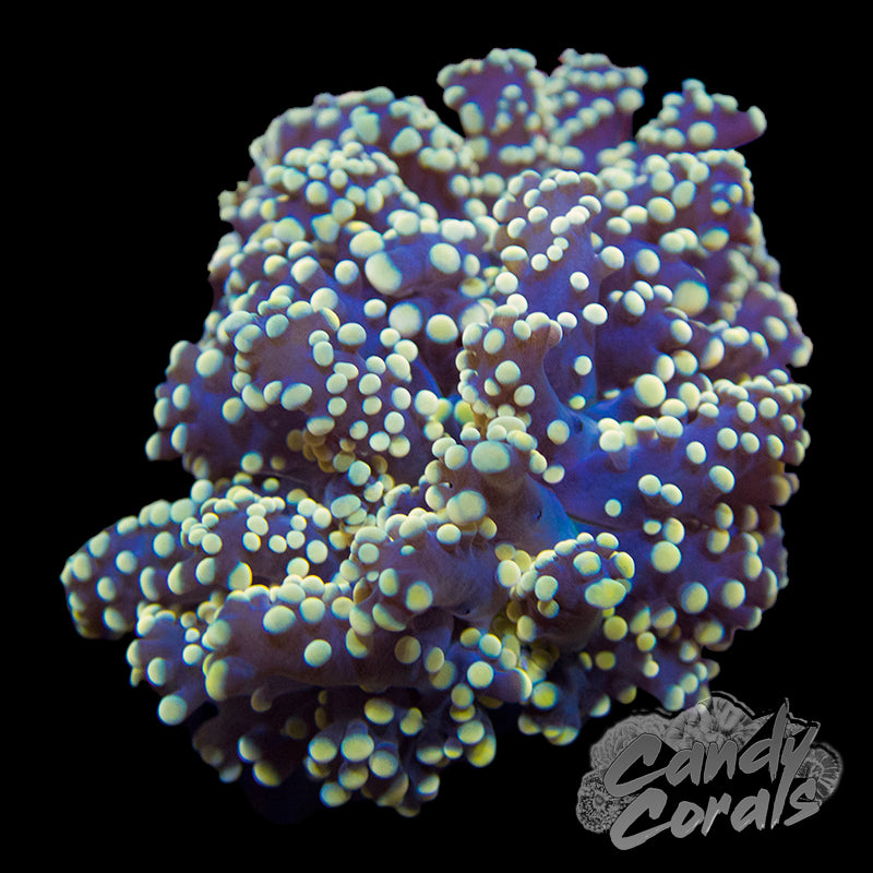 Light Orange Tipped Octospawn H11