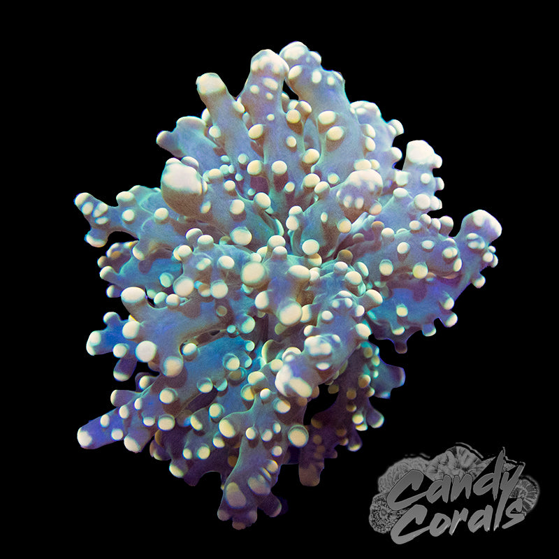 Peach Tipped Octospawn H8