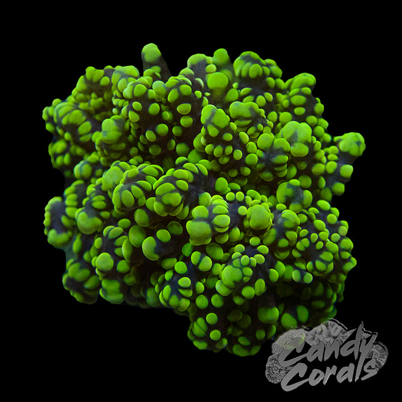 Yellow Tipped Octospawn H9