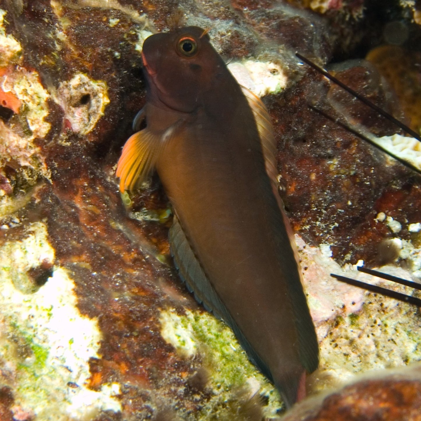 Redlip Blenny