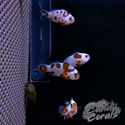 Captive Bred Orange Storm Clownfish