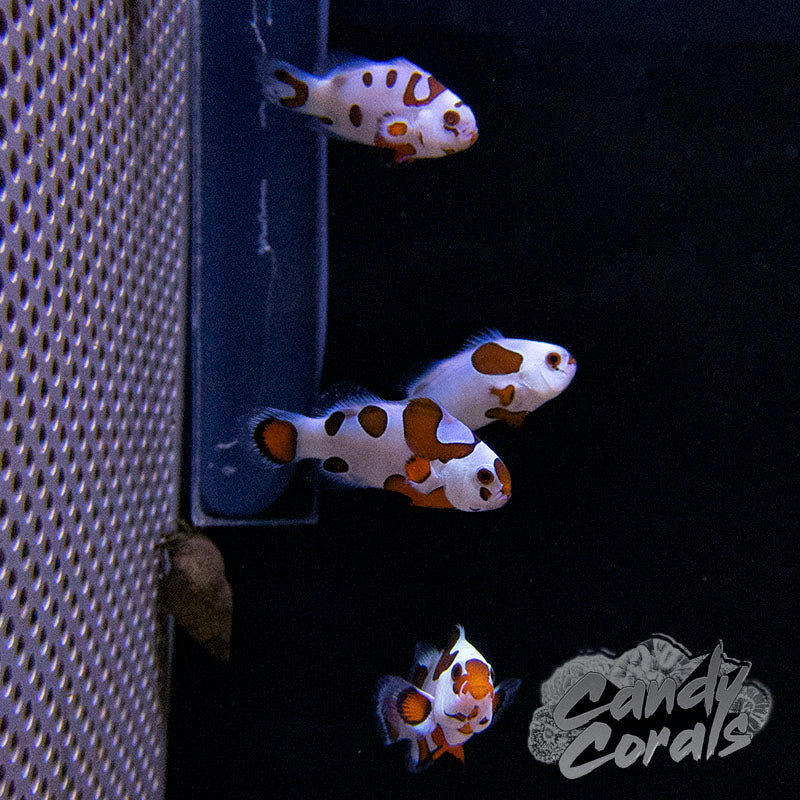 Captive Bred Orange Storm Clownfish
