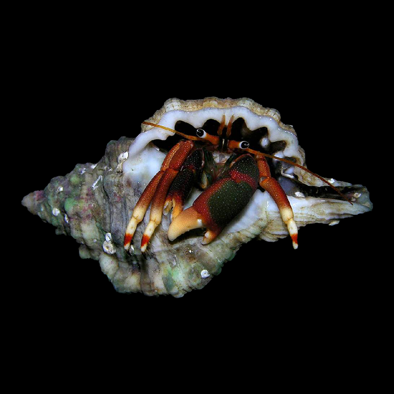Orange Claw Hermit Crab
