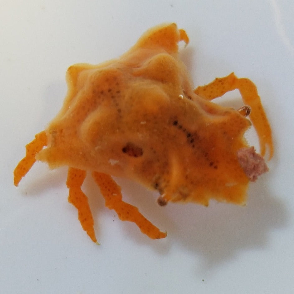 Sponge Decorator Crab