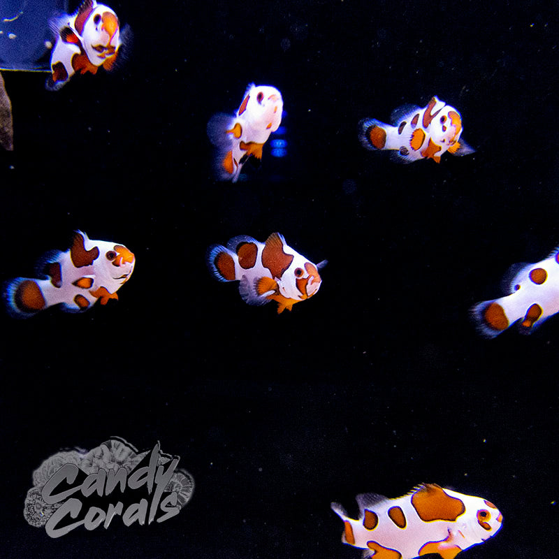 Captive Bred Orange Storm Clownfish