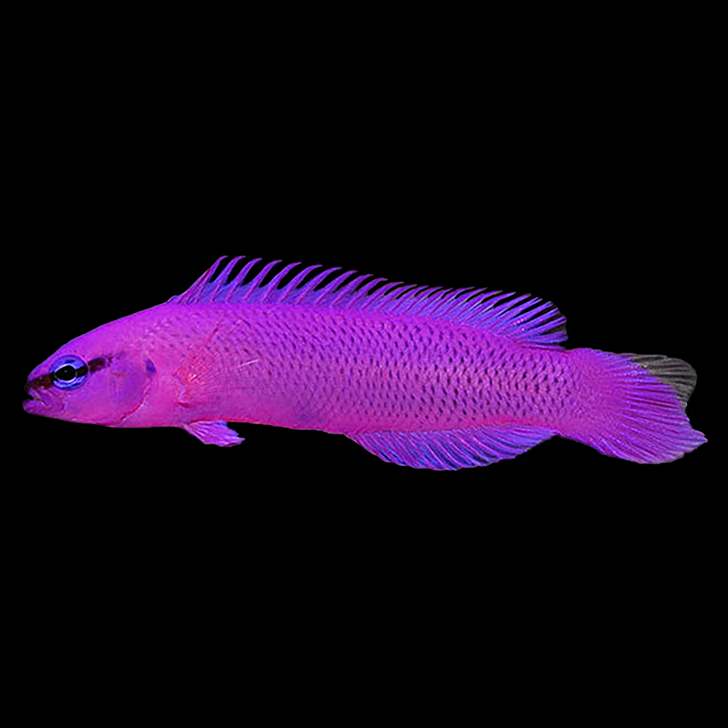 Captive Bred Orchid Dottyback