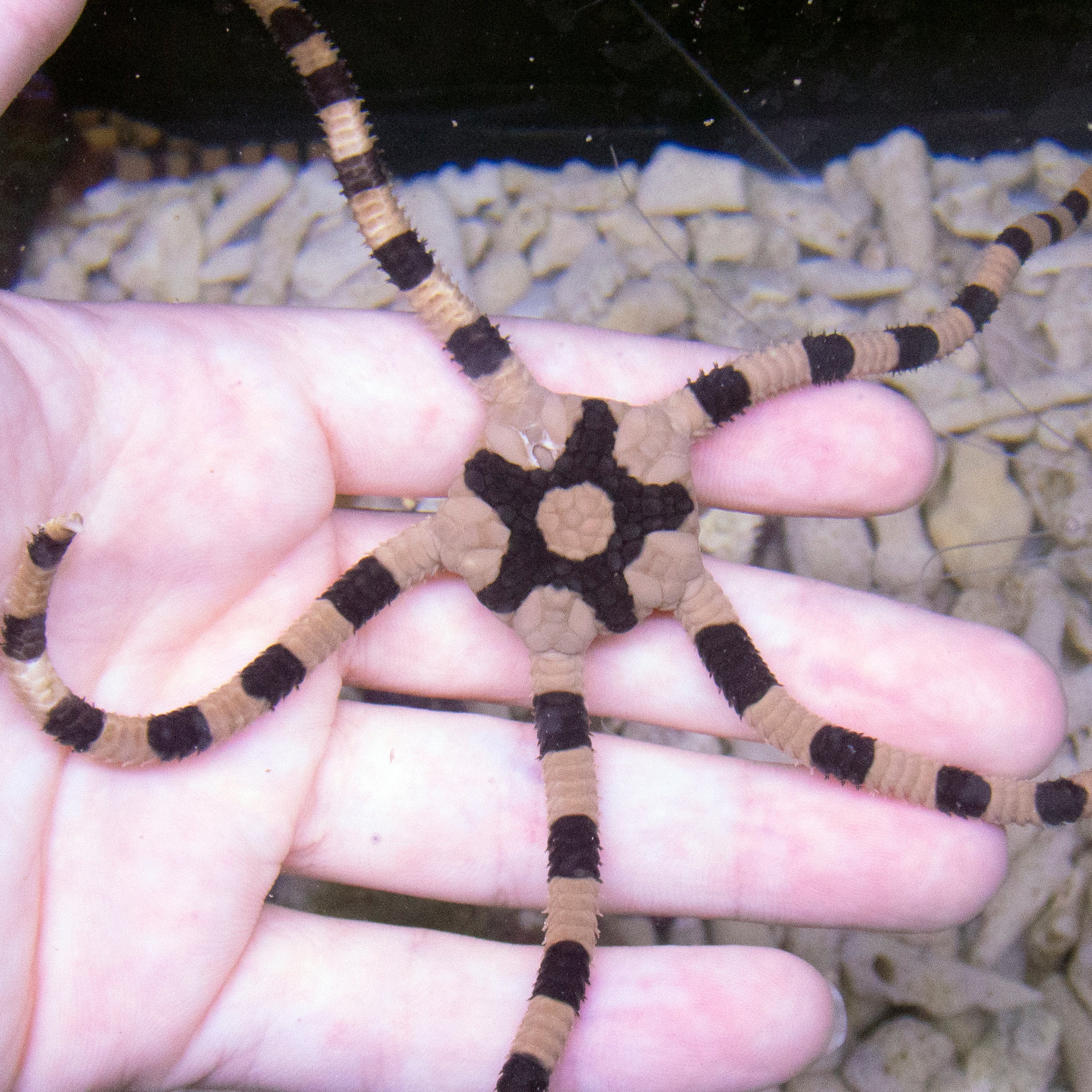 Fancy Tiger-Striped Serpent Star