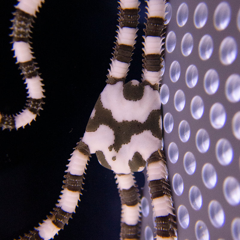 Harlequin Serpent Star