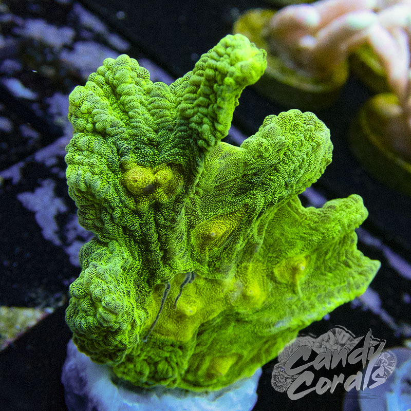 Space Invader Pectinia Frag