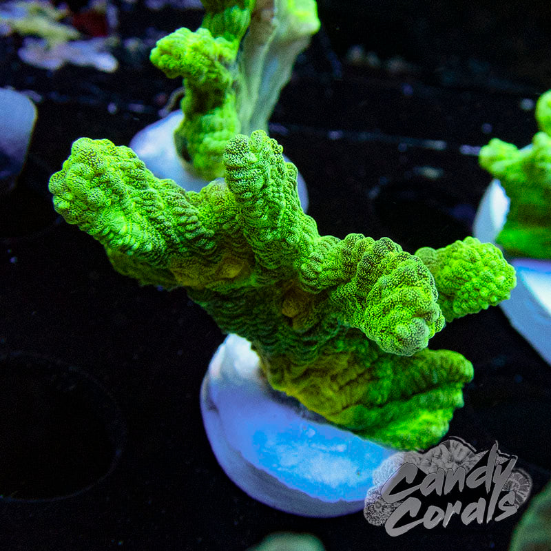 Space Invader Pectinia Frag