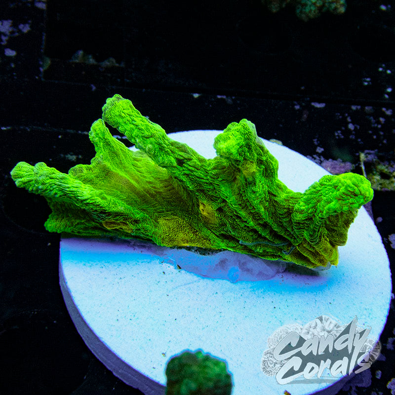 Space Invader Pectinia Frag