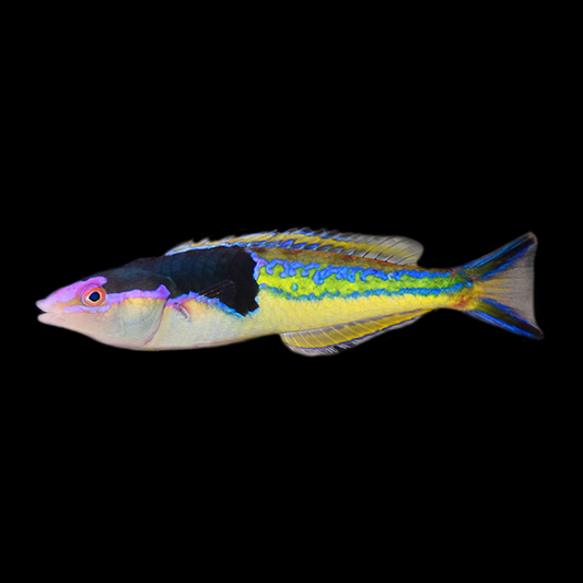 Royal Pencil Wrasse