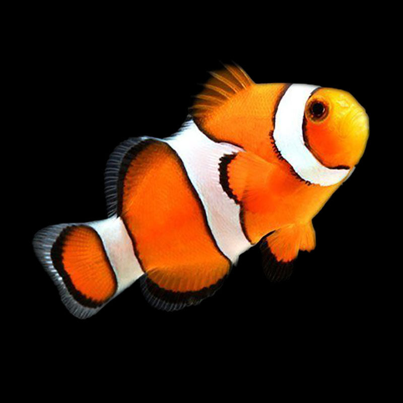 Captive Bred Percula Clownfish