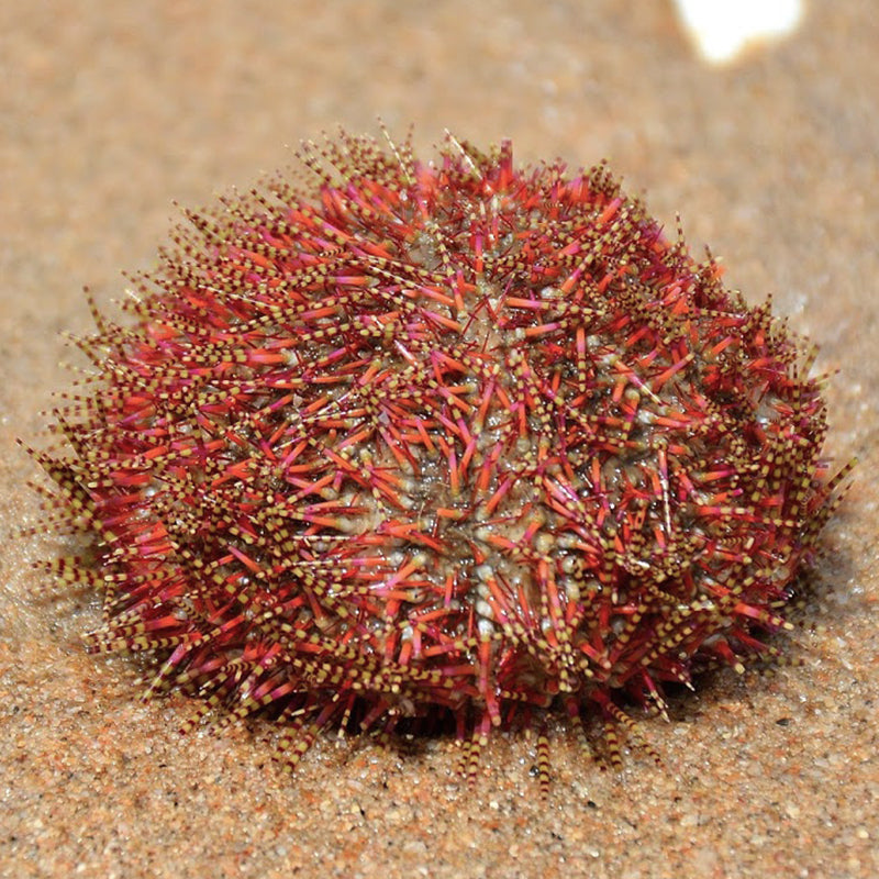 Red Pincushion Urchin