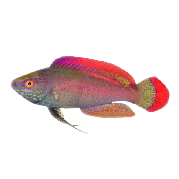Super Male Pink Margin Fairy Wrasse