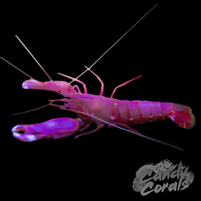 Red Pistol Shrimp