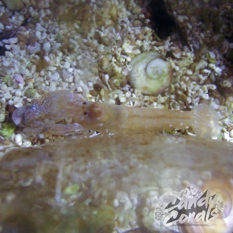 Caribbean Pistol Shrimp