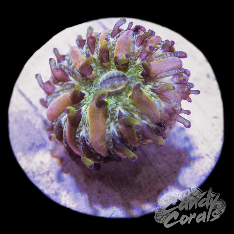 Baby Rainbow Plate Coral