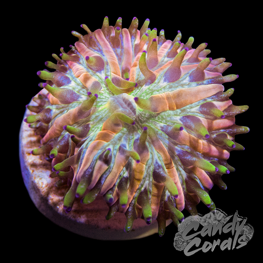 Baby Rainbow Plate Coral