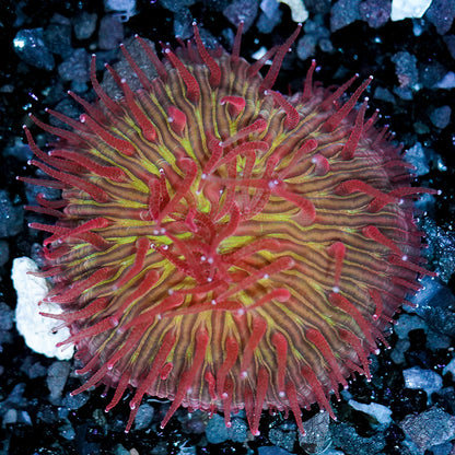 Green Red Tentacle Plate Coral