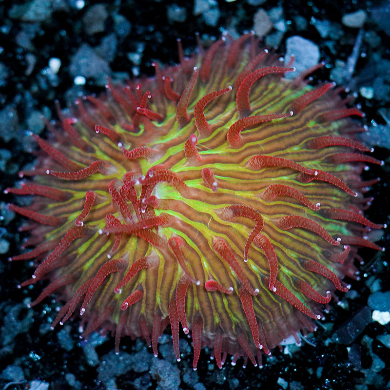 Green Red Tentacle Plate Coral