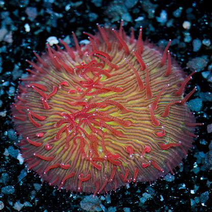 Green Red Tentacle Plate Coral