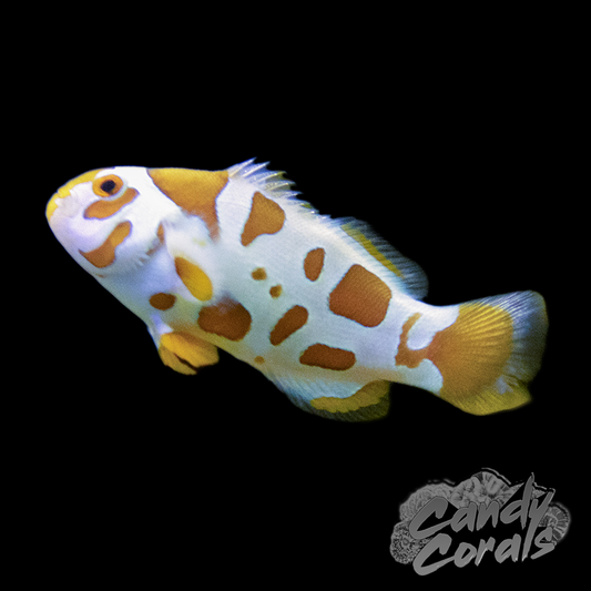 Premium Storm Clownfish