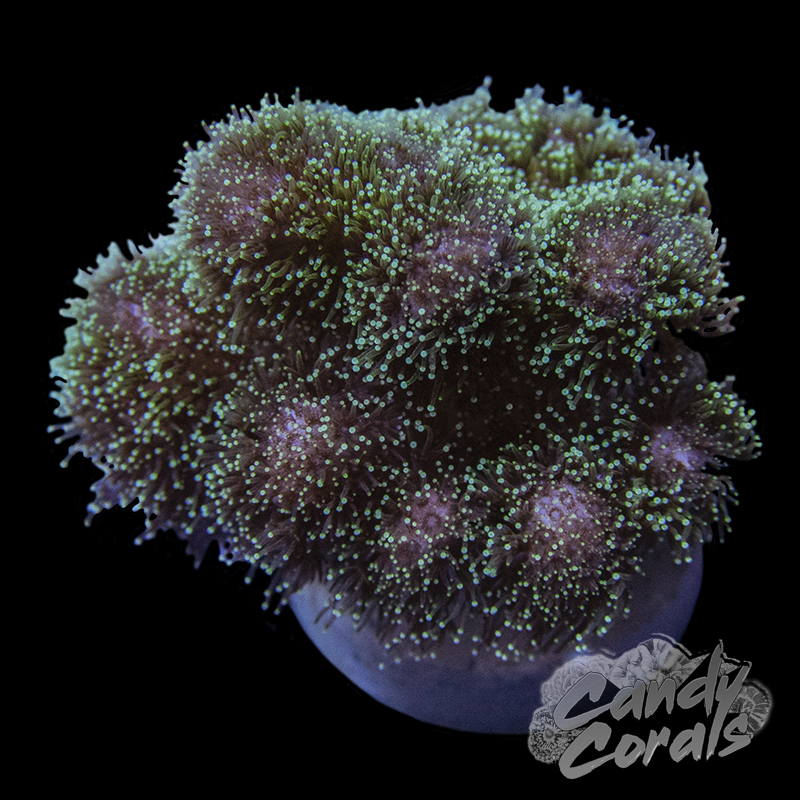 Green Pocillopora Frag B8