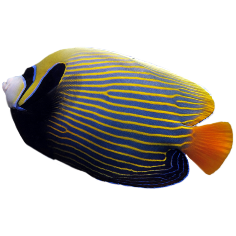 Orange Tail Emperor Angelfish