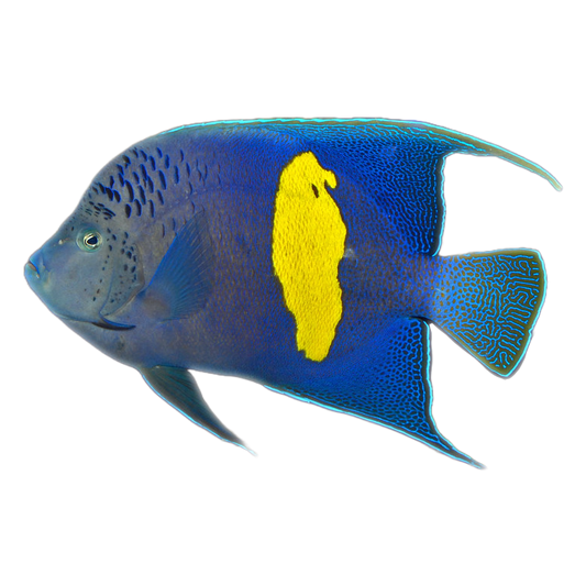 Maculosus Angelfish