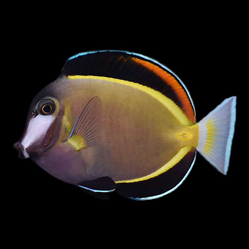 Powder Brown Tang