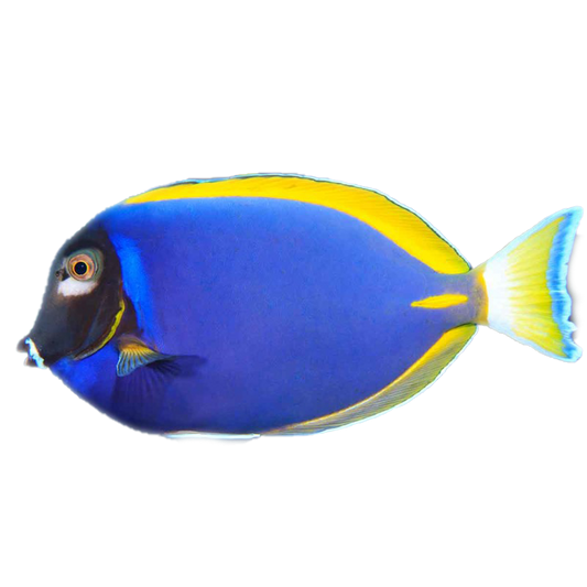 Rare Hybrid Powder Blue Tang