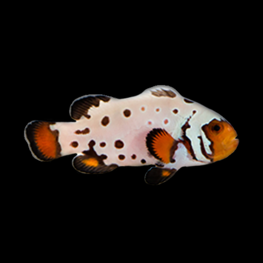 Premium Frostbite Oscellaris Clownfish