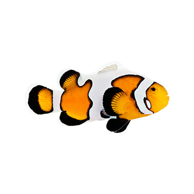 Premium Gladiator Oscellaris Clownfish