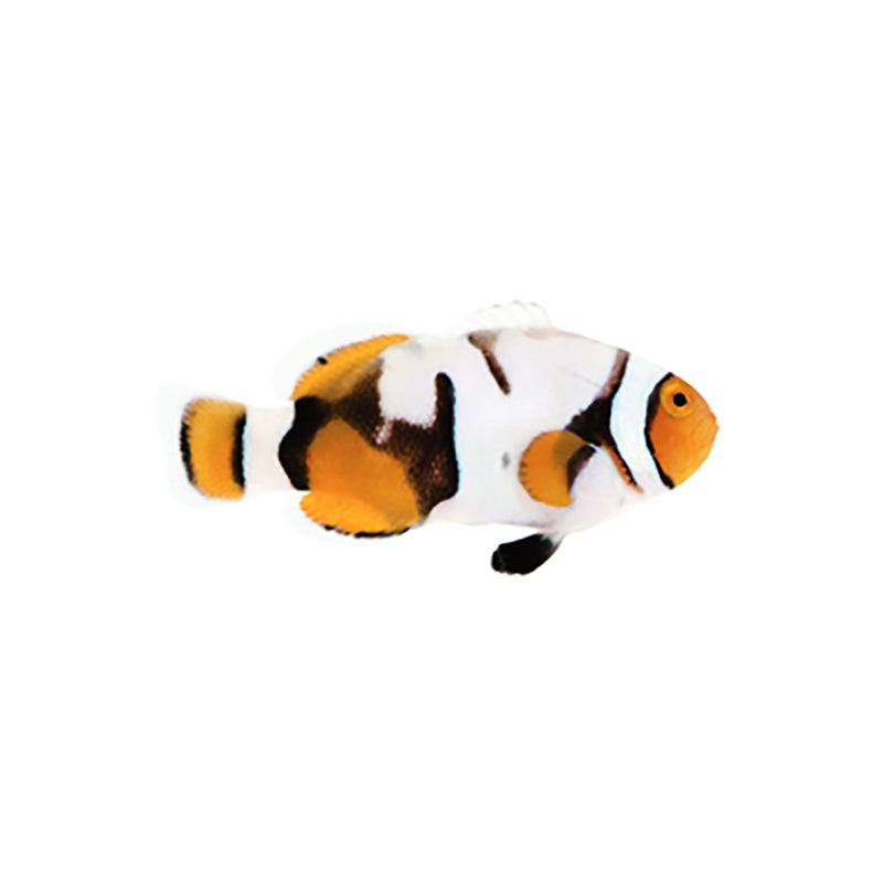 Premium Nebula Percula Clownfish