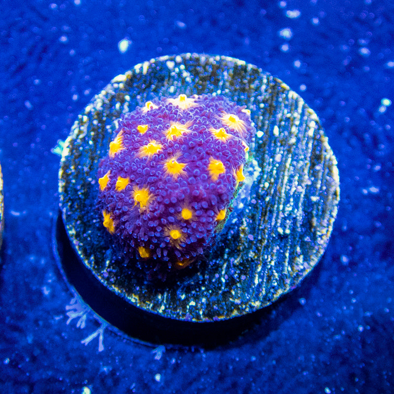 JF Outer Space Psammocora Frag B41