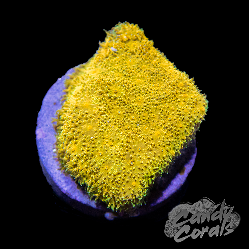 Watermelon Psammocora Frag B25