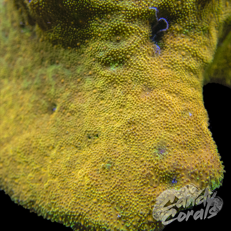 Watermelon Psammocora Frag B25