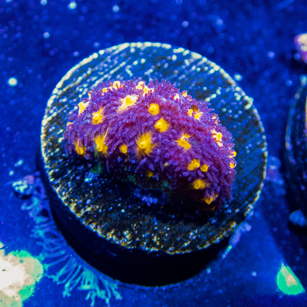 JF Outer Space Psammocora Frag B41