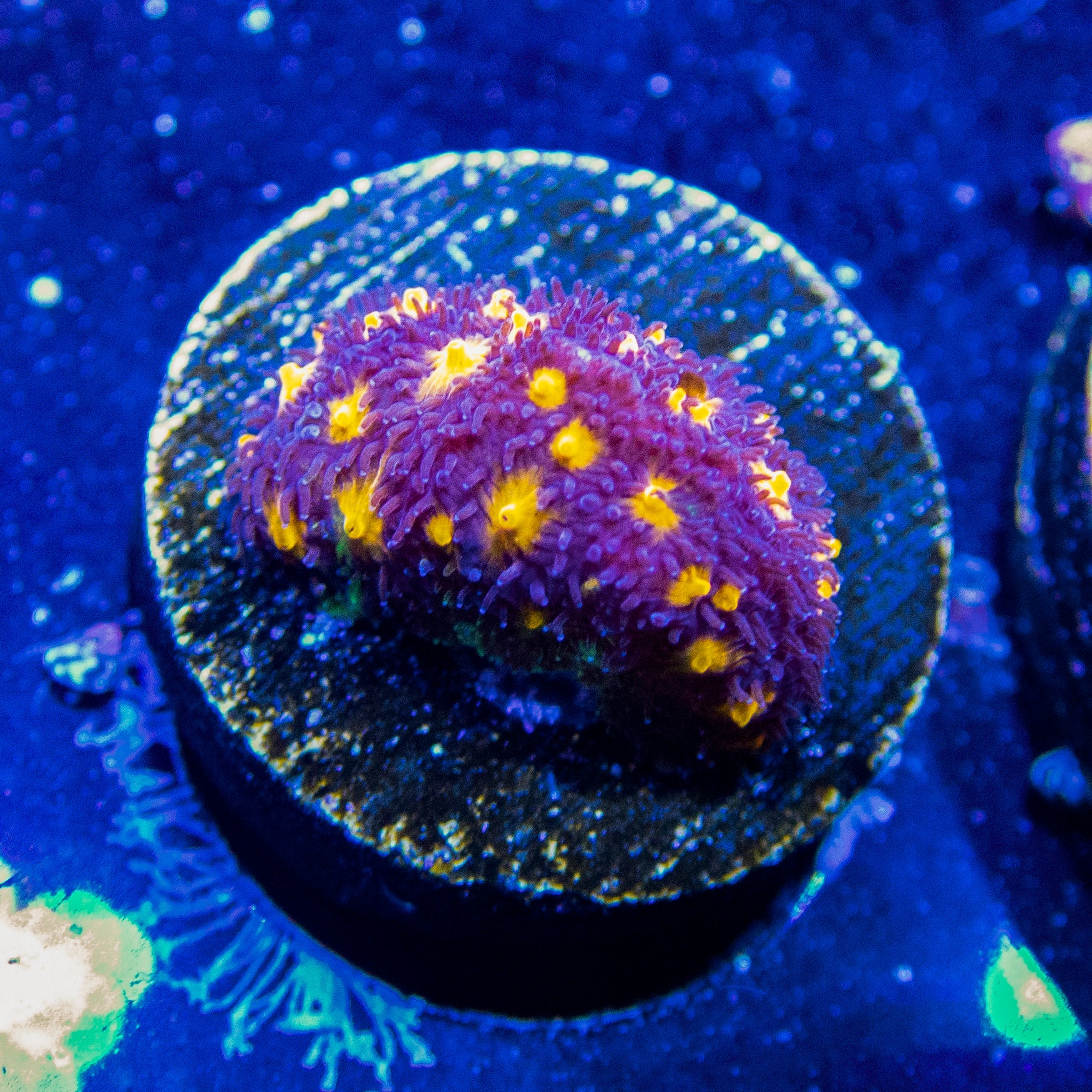 JF Outer Space Psammocora Frag B41
