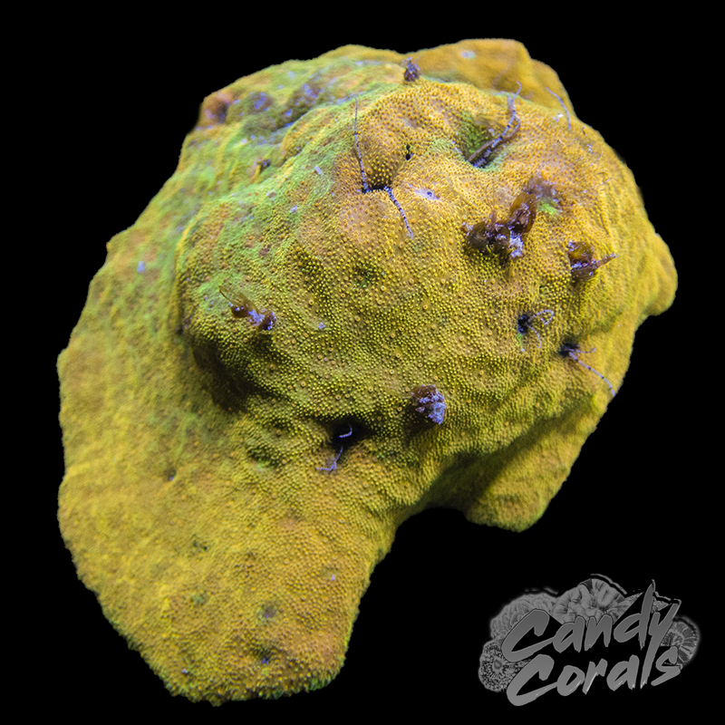 Watermelon Psammocora Frag B25