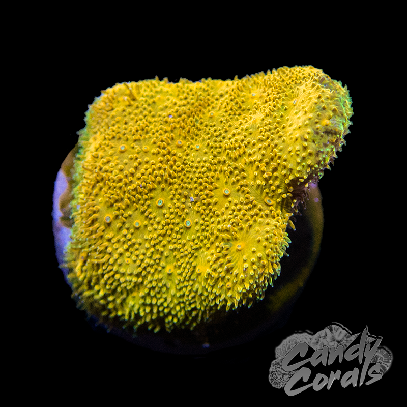 Watermelon Psammocora Frag B25