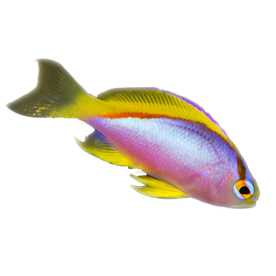 Ventralis Anthias