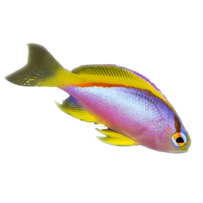 Ventralis Anthias