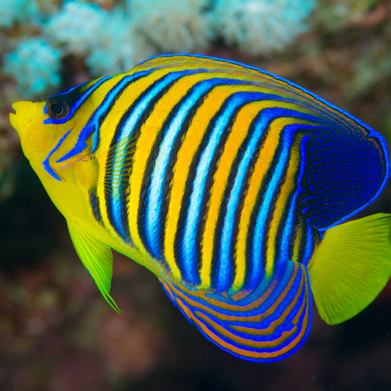 Pygoplites_RedSea1_LAR