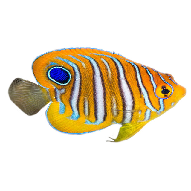Captive Bred Juvenile Regal Angelfish