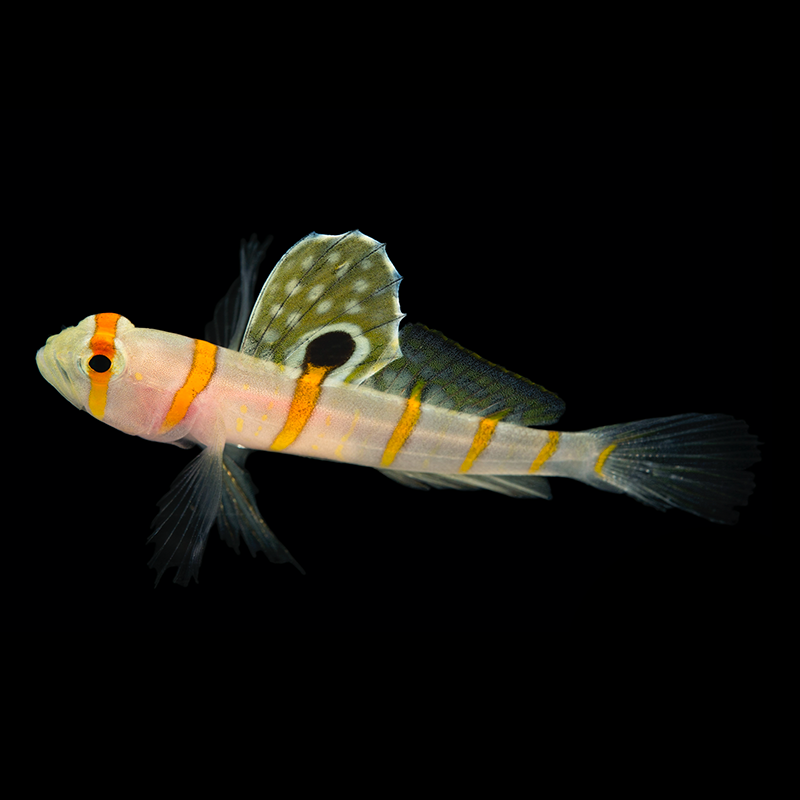 Orange Striped Prawn Goby