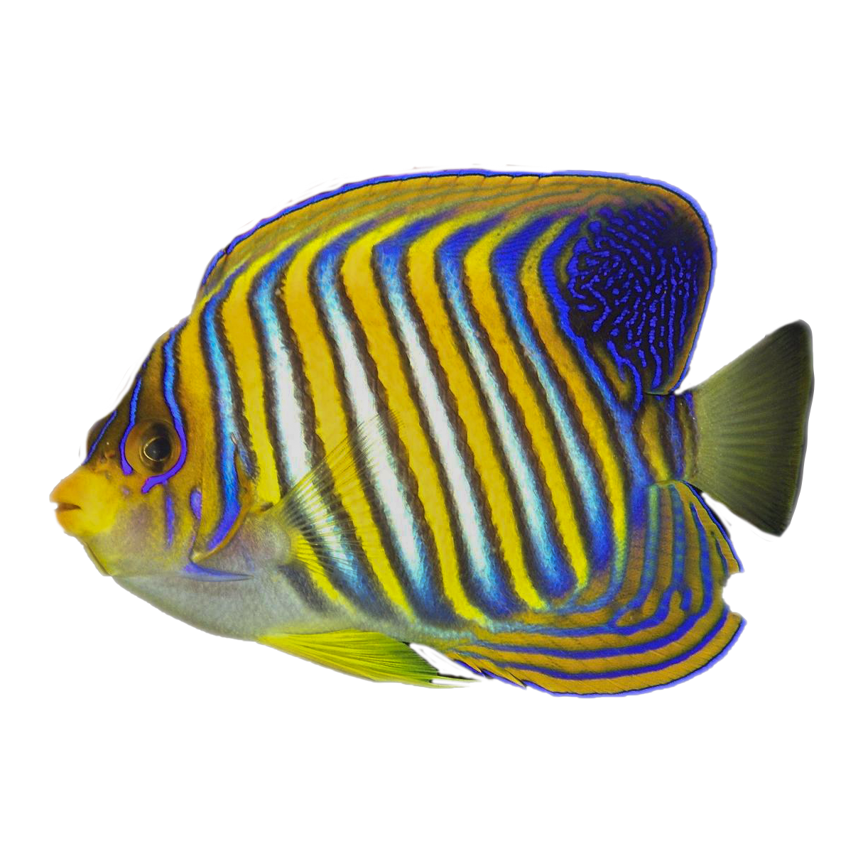 Indo/Pacific Regal Angelfish