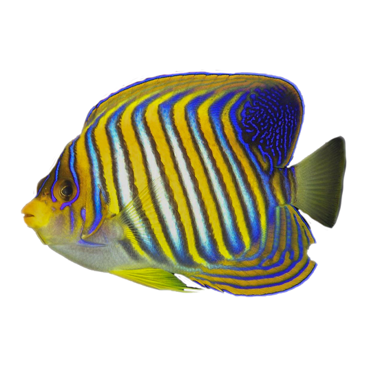 Indo/Pacific Regal Angelfish