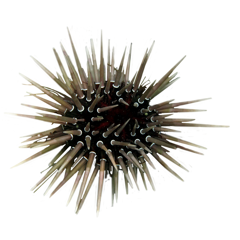 Rock Burrowing Urchin
